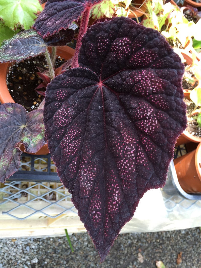 B. ‘Black Night’